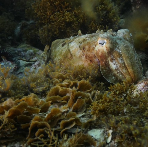 The #cuttlefish at #ptlowly continue to put on a spectacular show here in #southaustralia. Out from 