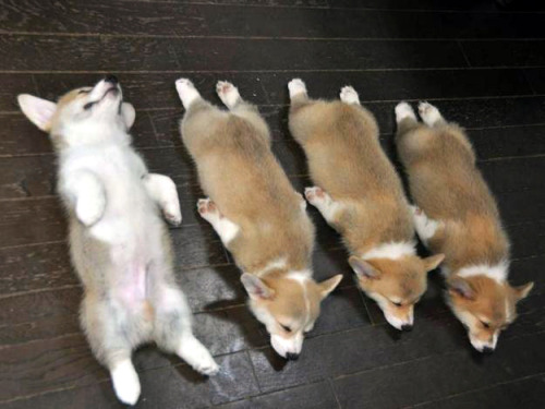 the1975obsessed:kawaii-animals-only:One corgi, two corgi, three corgi, four corgi…Save these 