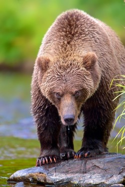 earth-song:   Death Look by Buck Shreck  