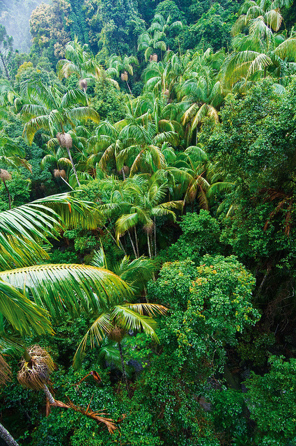 oceaniatropics:  Mount Tamborine rainforest, SE Queensland, Australia, by escarpmentretreat