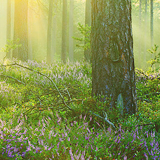    I just want my life to be like these pictures → enchanted forest   