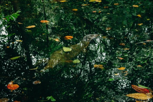 snorkeldink: Lurking…