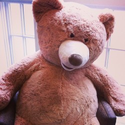 Angry Bear! #stuffed #animal #teddy #bear