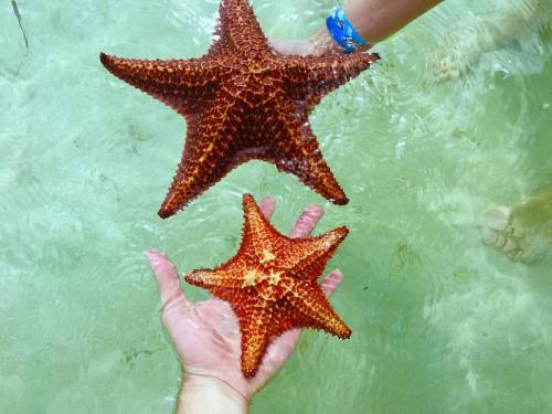  Hello little friends #royalcaribbean #holiday #jetski (helyszín: Grand Cayman - Caribbean Islands)