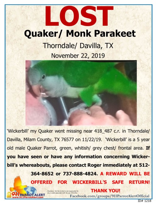 LOST - GREEN QUAKER/ MONK PARAKEET, 11/22/19, &lsquo;Wickerbill&rsquo;, THORNDALE, DAVILLA, MILAM CO