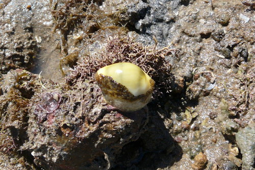 Money Cowries! Cypraea moneta!  The first photo is a money cowry sitting on its egg mass.  