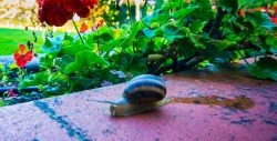 simplymyview:  Snail Slime TrailA snail slowly travels it’s way through the garden leaving the classic slime trail behind it. The slimy mucus is a natural polymer which serves to protect the under  surface of the snail and also, due to its adhesive