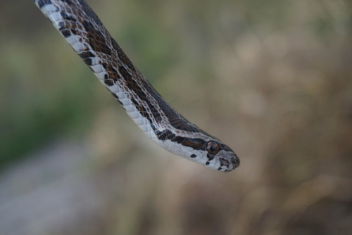 Went herping with a local friend this past weekend and had some nice finds. Spotted an adorable litt