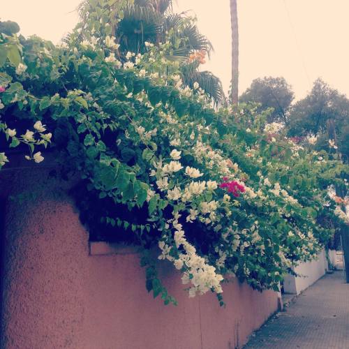 Hey bou. #Bougainville #flowers #rabat #Maghreb