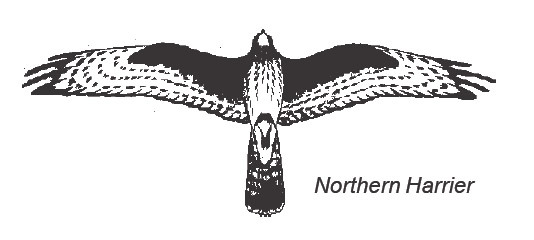 chrisnolan-ca: Want to ID a raptor in flight, by its silhouette?  Hawk Mountain