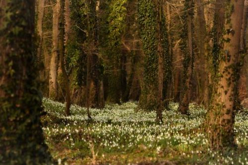 silvaris:  Deep into the forest,   Snowdrops, everywhere,   Still snowdrops  by Viktor Sági