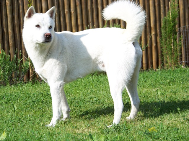 mae–borowski:  chemicalsinpants:   You’ve probably heard of Akita Inus:  And