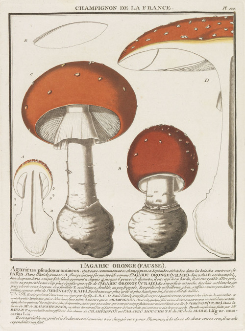 Pierre Bulliard, Champignon de la France. 1784. From: Histoire des plantes vénéneuses et suspectes d