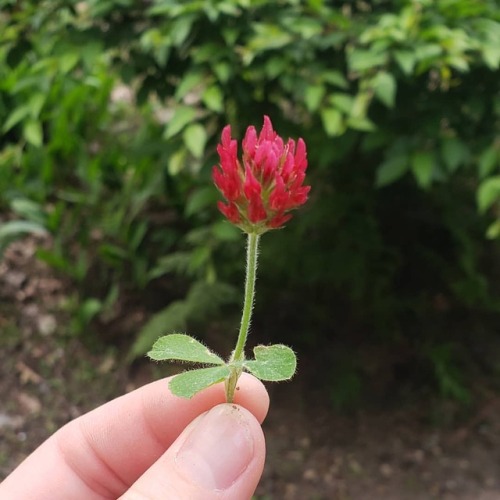 Crimson clover is no joke! #nofilter #garden #gardening #pollinatorgarden #zerowastehomestead #homes