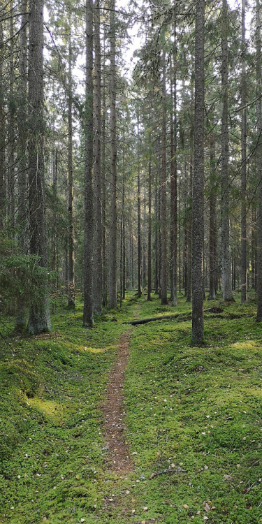 This beautiful forest is just a five minute walk away from the university where I work. Perfect when