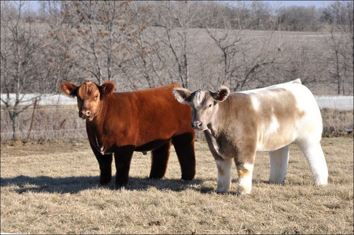 briskbaby:  spiritual-realm:  omg look at these fluffy fucking cows   @werefoxe