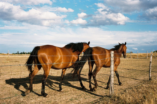 horses