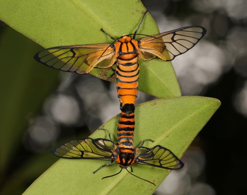 Clear-winged Tiger Moths, Handmaiden Moths or Wasp Moths (Caeneressa sp., Syntomini, Arctiinae, Ereb