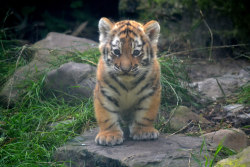 alltiger:  Tiger cub @ Dierenpark Amersfoort