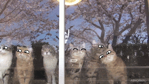 daddydutiesandstuff:  gifsboom:  (via -Abnormal-)   The cats!! XD