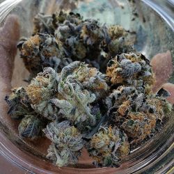 weedporndaily:  What’s in your jar? Some