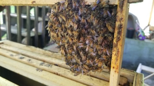 foxthebeekeeper: Dirt Cheap Beekeeping episode 1: What I’m gonna tell you. First of all, beekeeping 