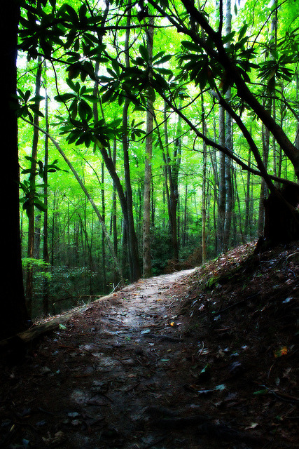 worldes:  Forest Trail by Peyton Carter on Flickr.