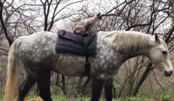 Laughingsquid: An Accommodating Pony Takes An Adventurous Cat For A Ride Around The