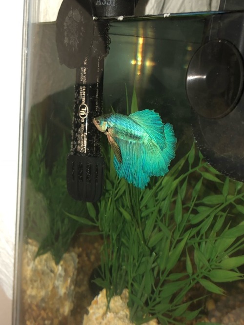 I didn’t mean to have flash on, but check out the colors on this little guy!!! I love him so much he