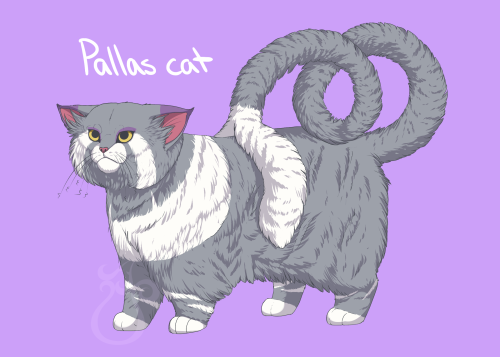 nationalpokedex:cheeziesart:since everyone’s doing it, here’s some variations on Purugly. I’ve never loved this dumb cat more than I do now. Purugly needs all the love.please do not repost or redistribute on other websites.I love this new trend!!!