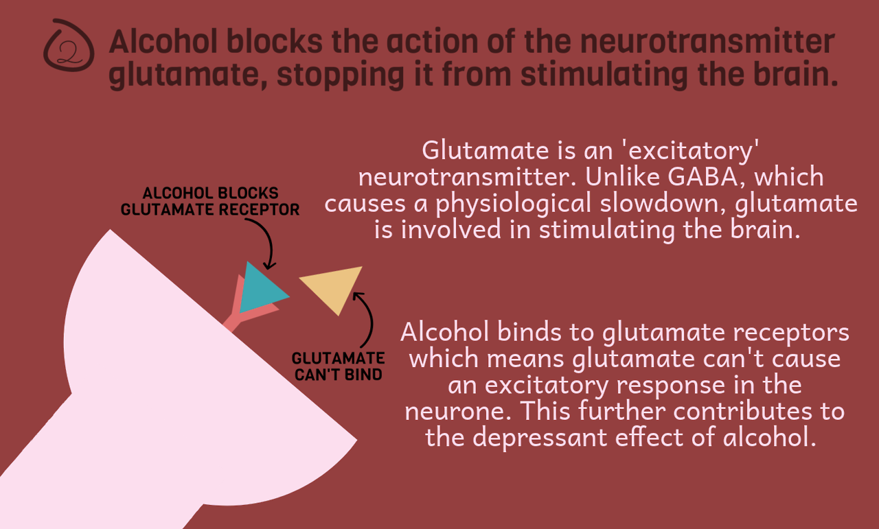 tobeagenius:  How Does Alcohol Make You Drunk?As you know, I started university this