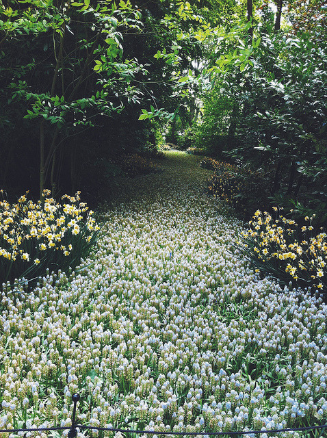 floralls:  (by Petrana Sekula) 