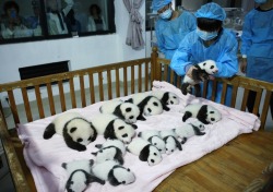 giantpandaphotos:  © China Daily / Reuters / Buzzfeed. Submitted by Aliciac. 