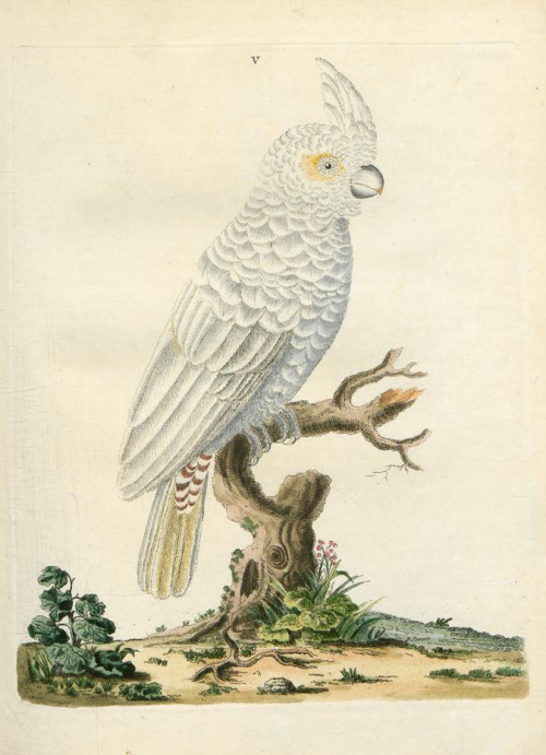 Peter Brown, New Illustrations Of Zoology, 1776. London. Via University Library Sachsen-Anhalt.