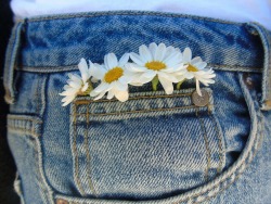 naturaeh:  Tiny daisies in a tiny pocket 🐝