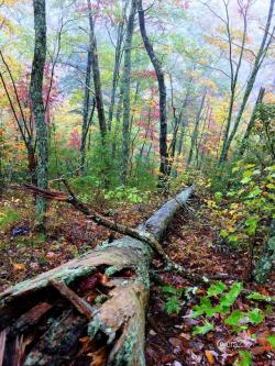 walledpaper:  Rainbow in the woods: Had to