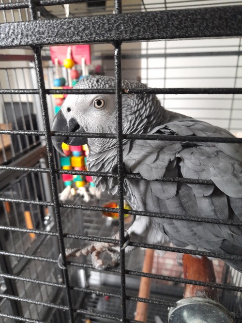The Wee Bastard Himself