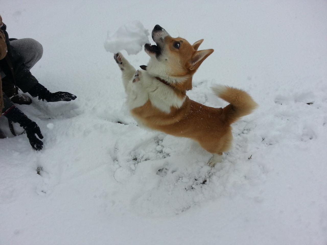 corgimerriness:  Snowball? I like it!  