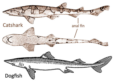 Shark Fact of the Day — Many species of catshark (Scyliorhinidae) are...