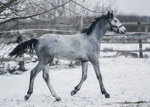 orlovtrotter:Orlov Trotter colt Lunapark