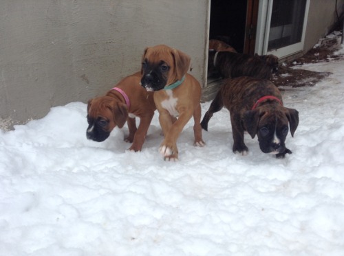 7 weeks old first time in the snow!