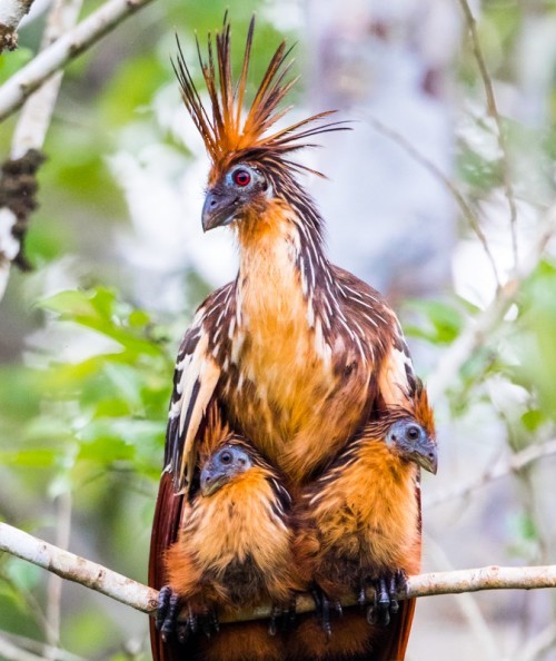 fascinator-birds:Hoatzin (Opisthocomus hoazin) © Rhys Marsh