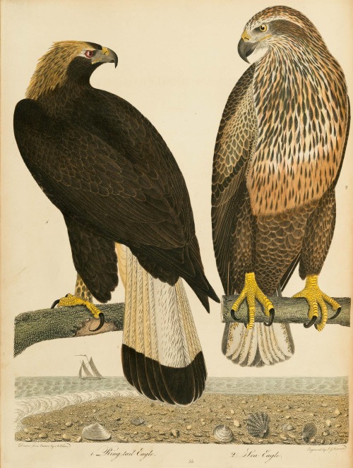 From: Wilson, Alexander, 1766-1813. American ornithology, or, The natural history of the birds of th