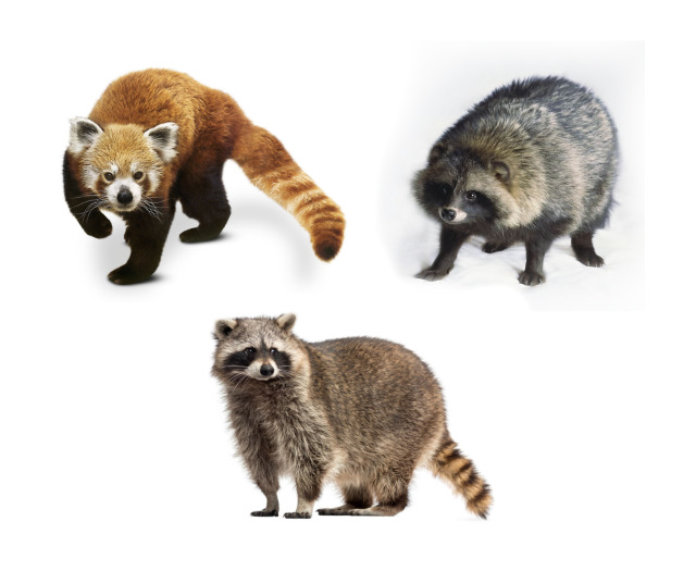 just-racoon-thoughts:jell-o101:The unholy trinity of creatures that look like each other but aren’t even relatedI gave them hats