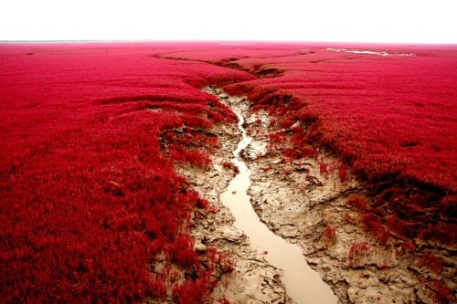 odditiesoflife:Red Beach, ChinaRed Beach is located in the Liaohe River Delta, about 30 kilometers s