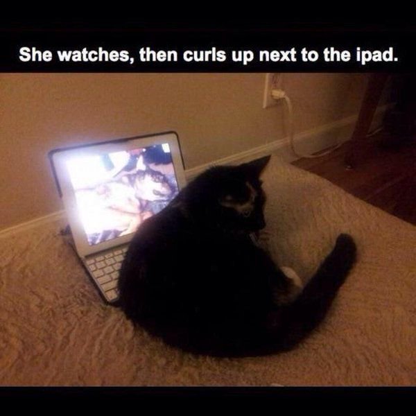 red-faced-wolf:  babyanimalgifs: this is so sad  I don’t need this before work