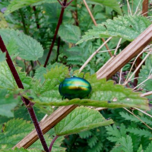 Jewels of the Riverbank.The Tansy Plant and Tansy Beetle. This endangered beetle is now found in Bri