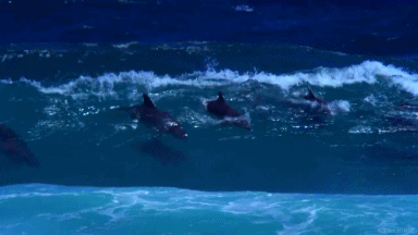 b3n3aththesurfac3:Bottlenose Dolphins Surfing the Waves (x)