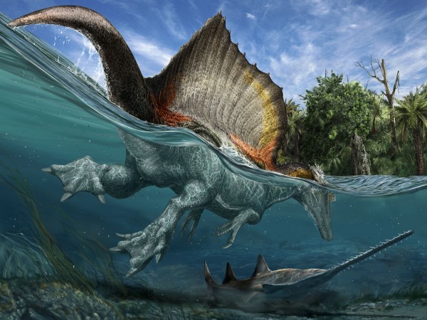 msebag:  rhamphotheca:  New findings out of Morocco reveal that Spinosaurus was the