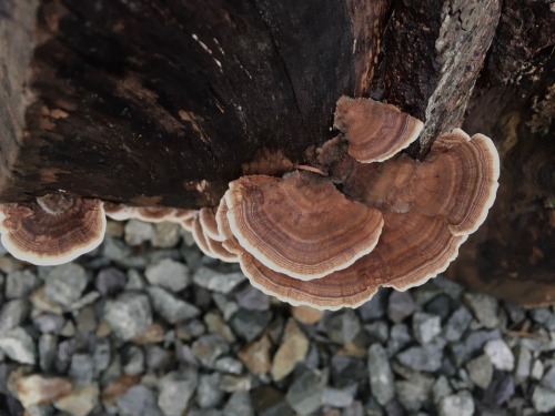 Some fungi growing on a stump in my front yard. Pretty sure they’re turkey tail mushrooms.